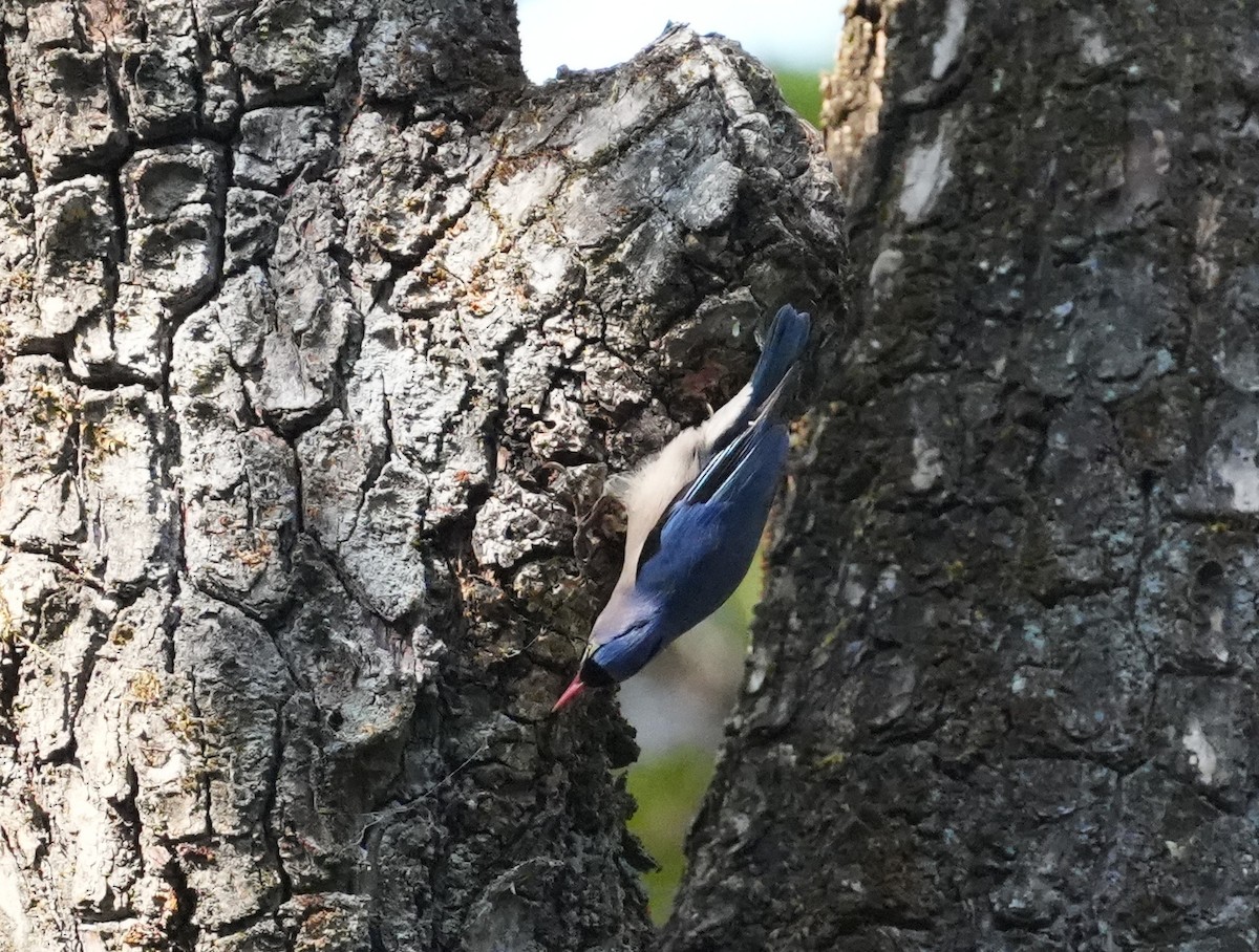 Velvet-fronted Nuthatch - ML614990038