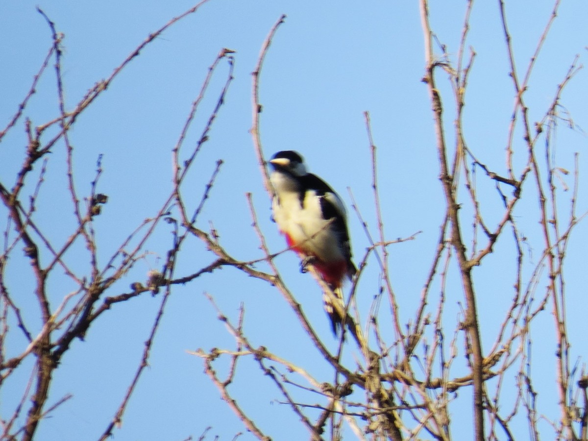 White-winged Woodpecker - ML614990189