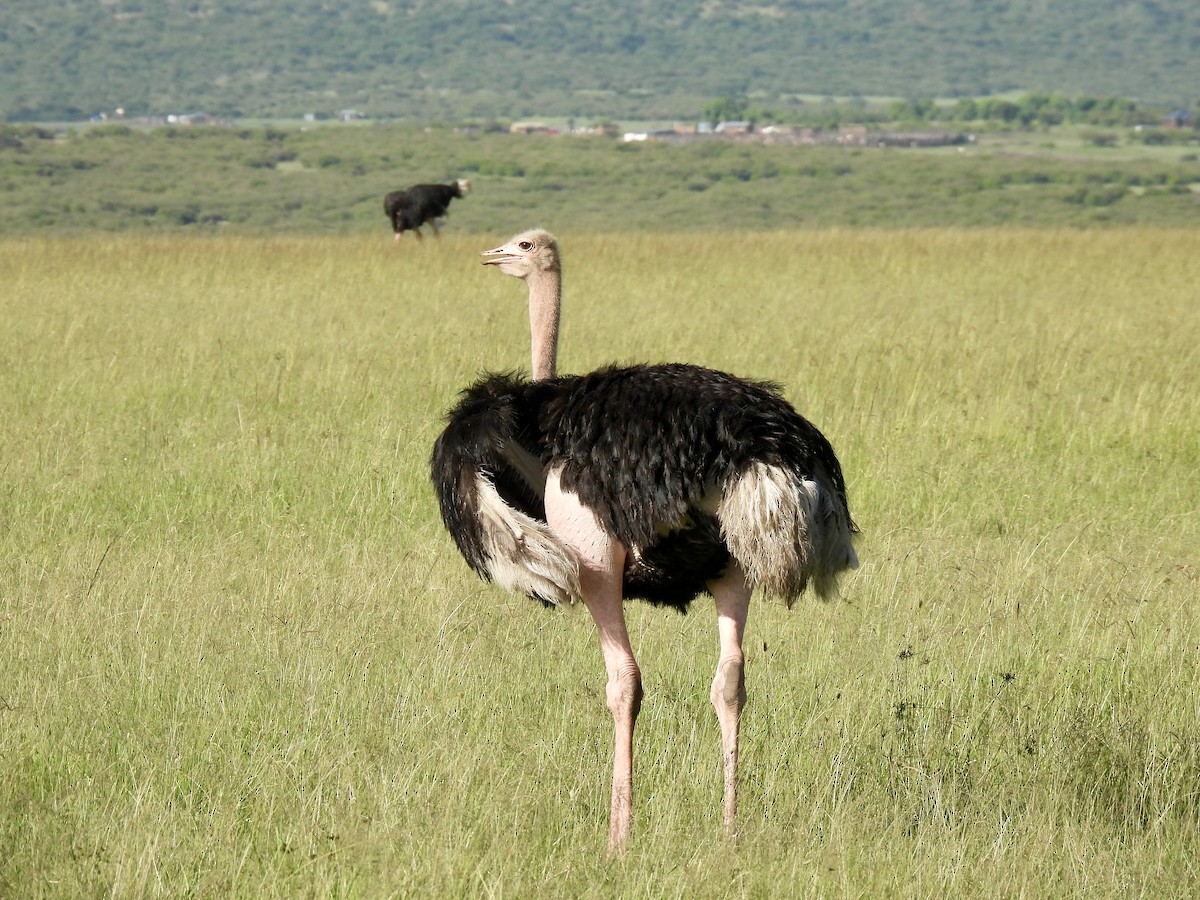 Common Ostrich - ML614990365