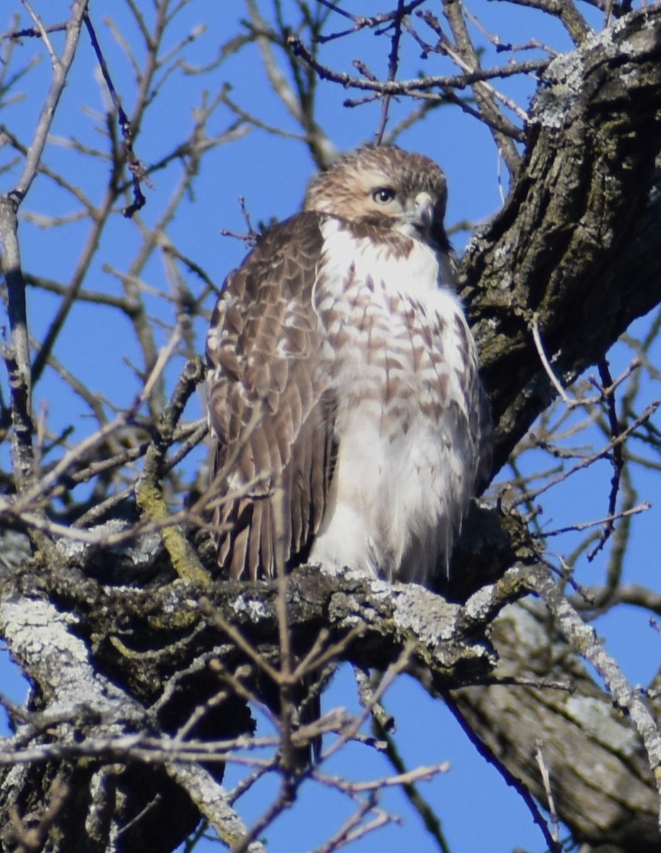 Red-tailed Hawk - ML614990431