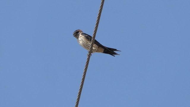 Red-rumped Swallow - ML614990436