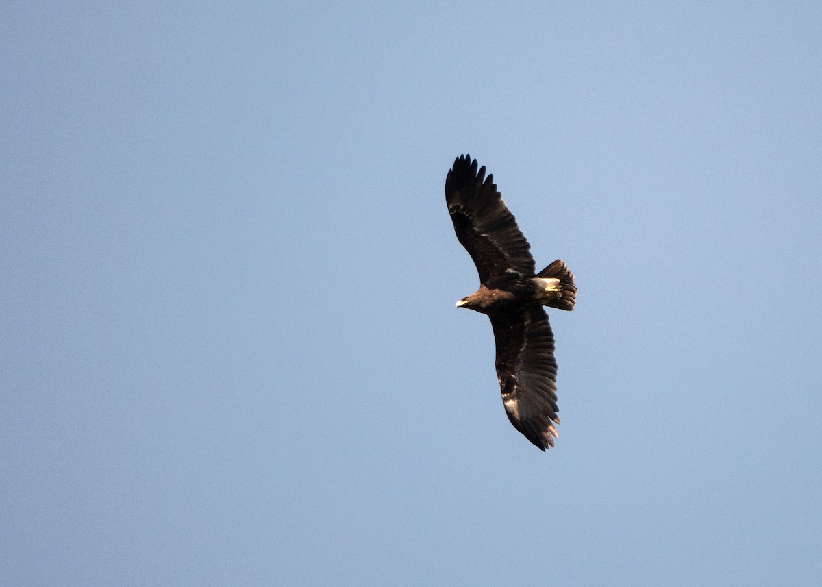 Greater Spotted Eagle - Garima Bhatia