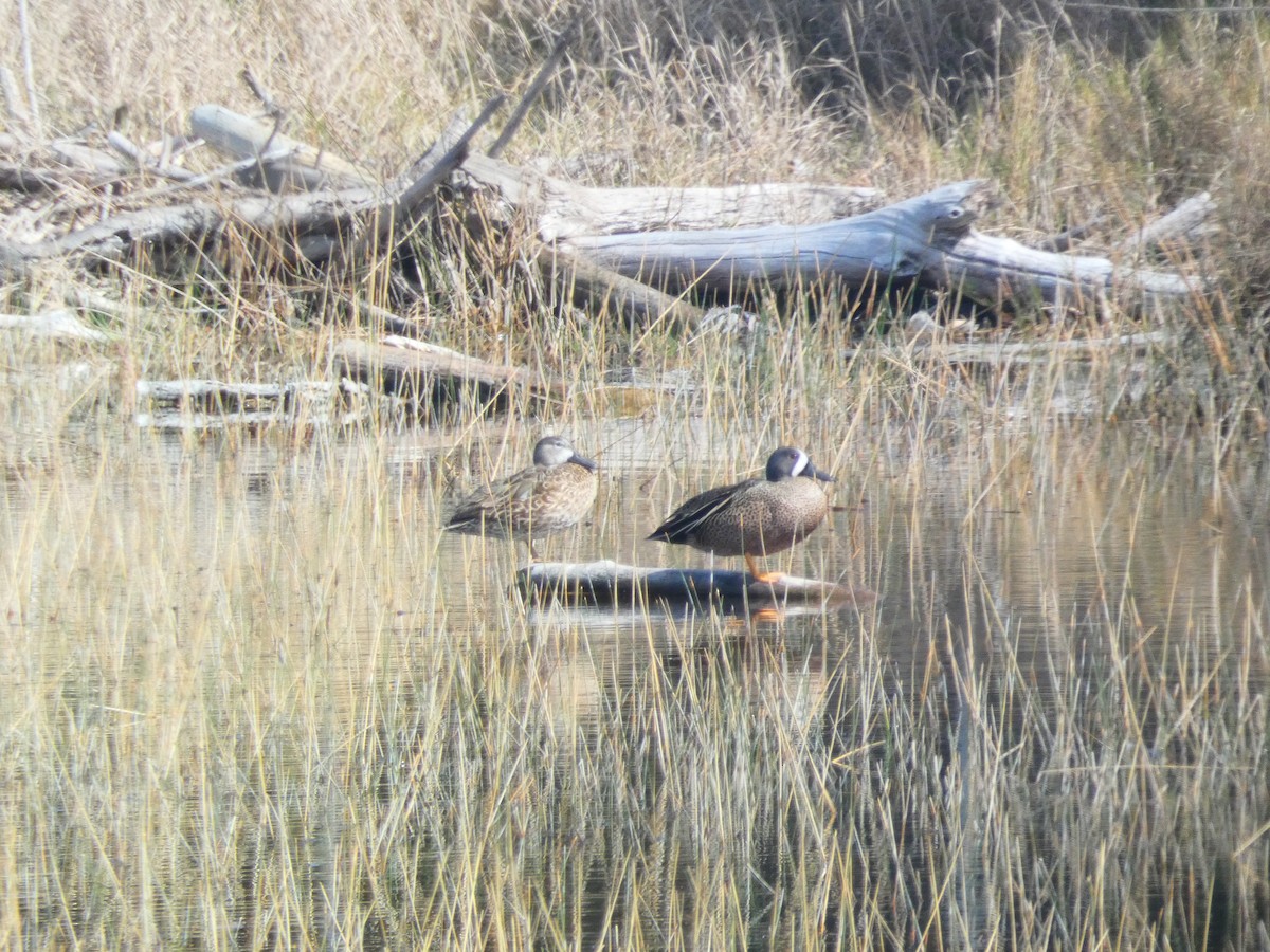 Blue-winged Teal - ML614990632