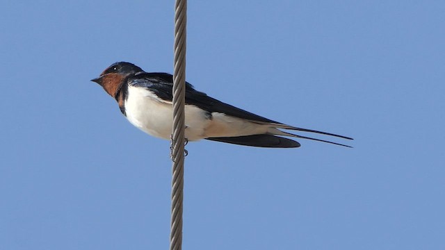 Barn Swallow - ML614990742