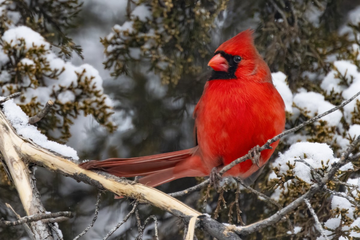 Northern Cardinal - Anonymous