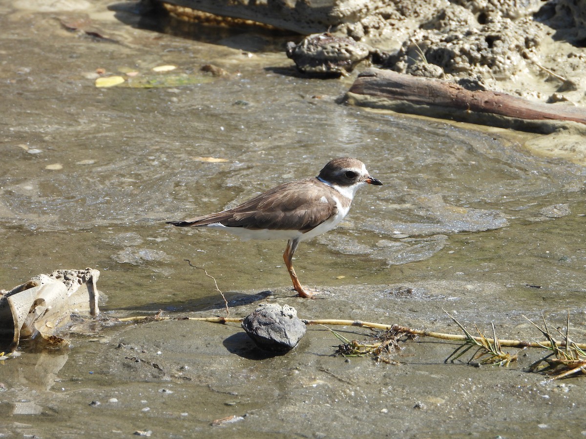 Semipalmated Plover - ML614991373
