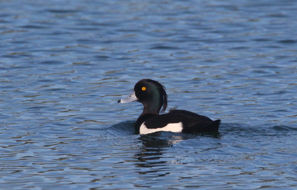 Tufted Duck - ML614991874