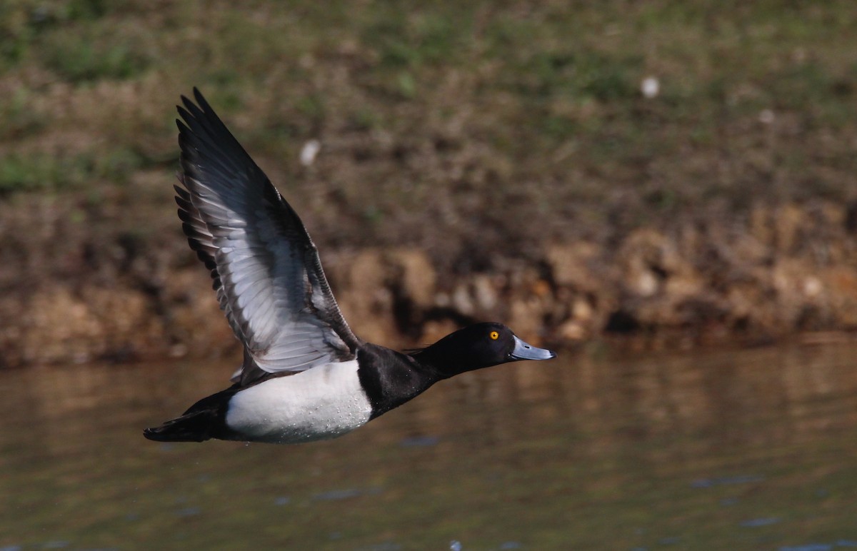 Tufted Duck - ML614991876