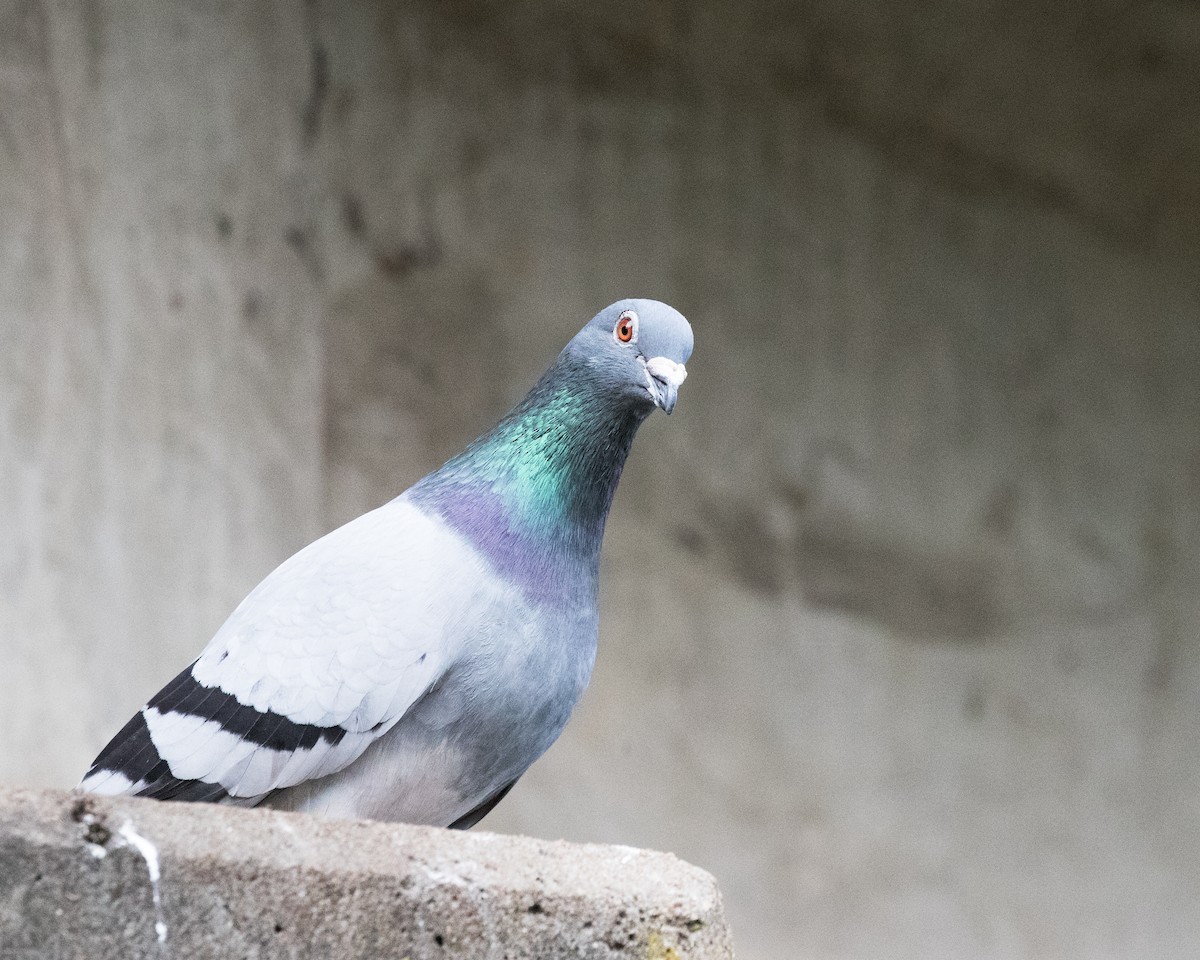 Rock Pigeon (Feral Pigeon) - ML614991903