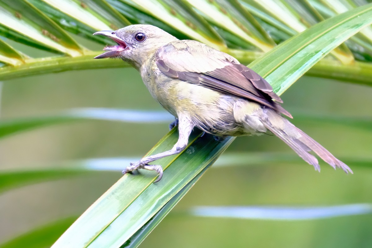 Palm Tanager - ML614992509