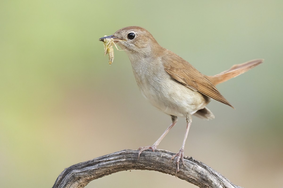 Common Nightingale - Kevin Hughes