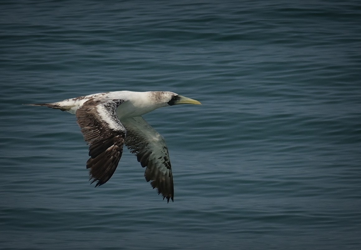 Masked Booby - ML614992899