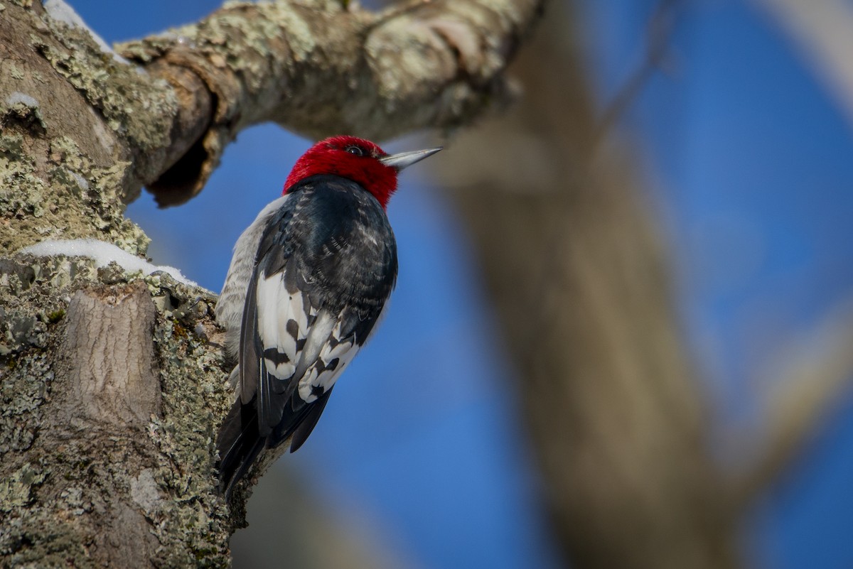 Red-headed Woodpecker - ML614992917