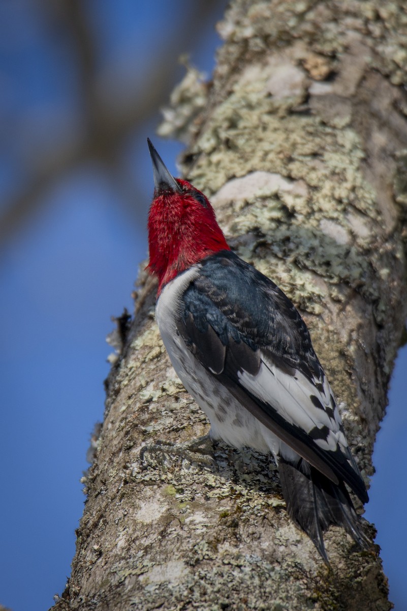 Red-headed Woodpecker - Jesse LeBlanc