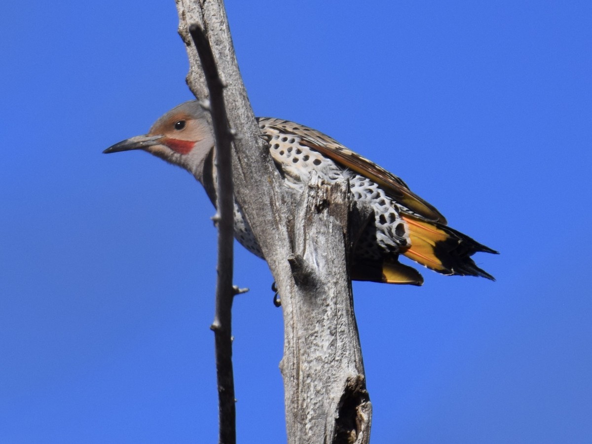 Northern Flicker (Yellow-shafted x Red-shafted) - ML614993029