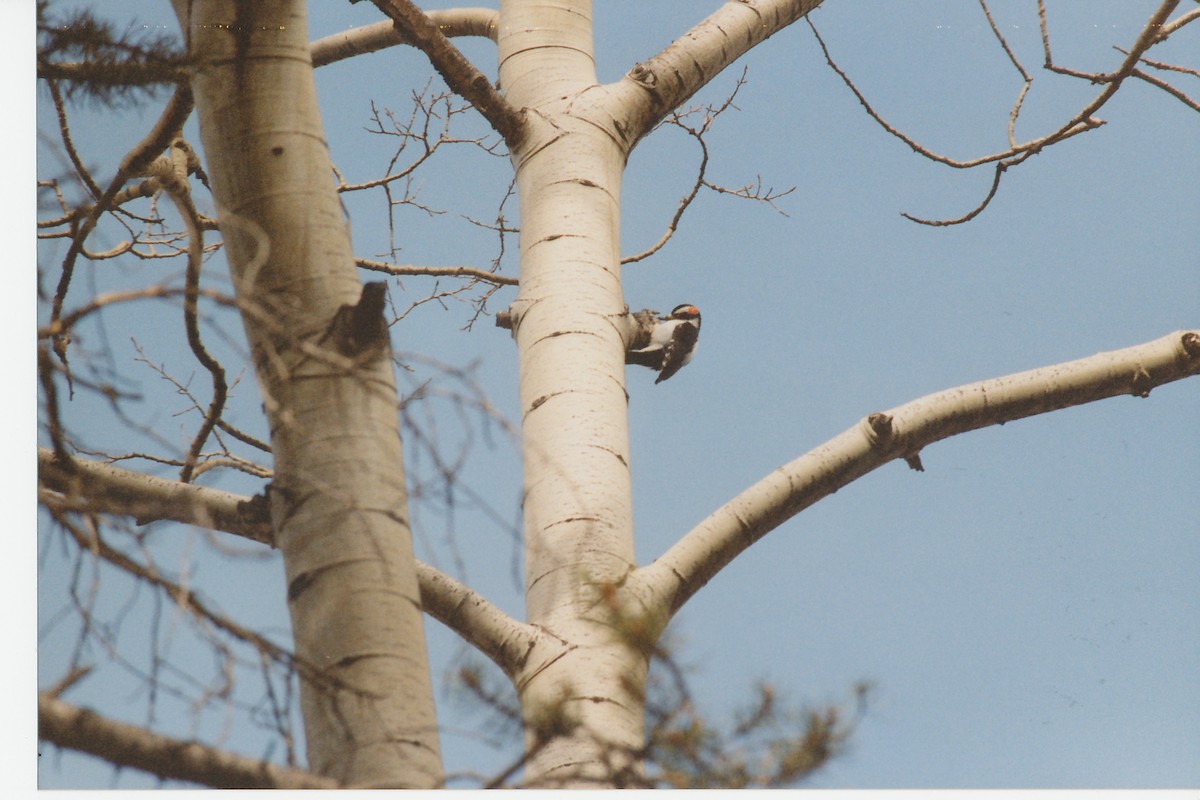 Hairy Woodpecker - ML614993053