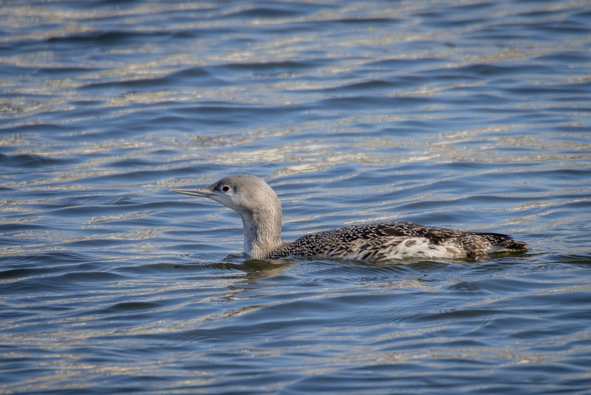 Red-throated Loon - ML614993102