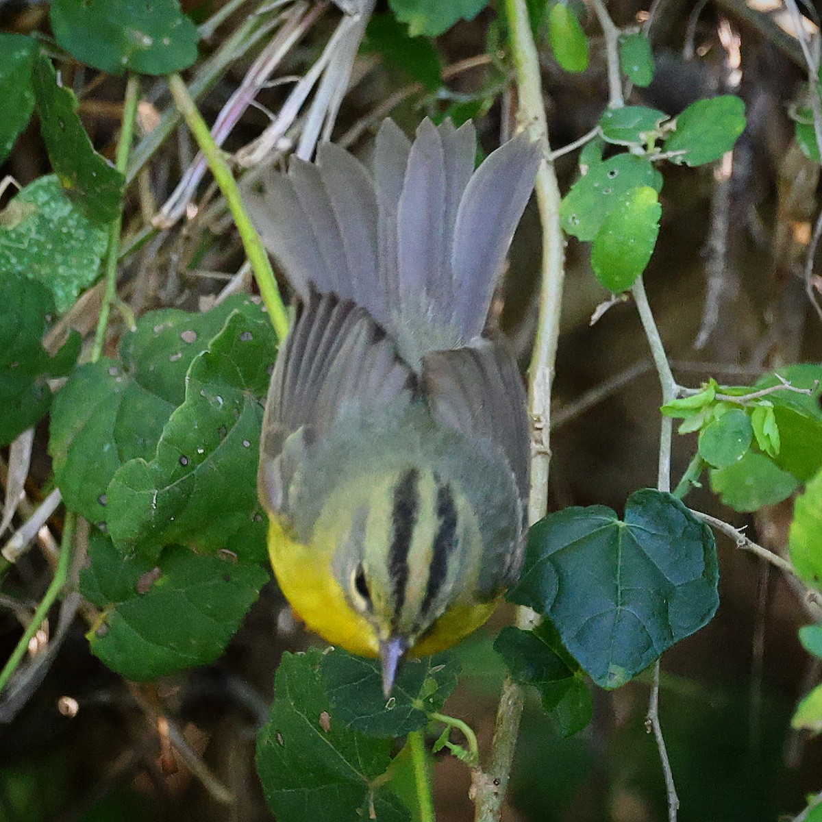 Golden-crowned Warbler - ML614993591