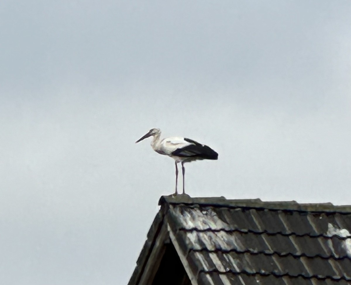 White Stork - ML614993637
