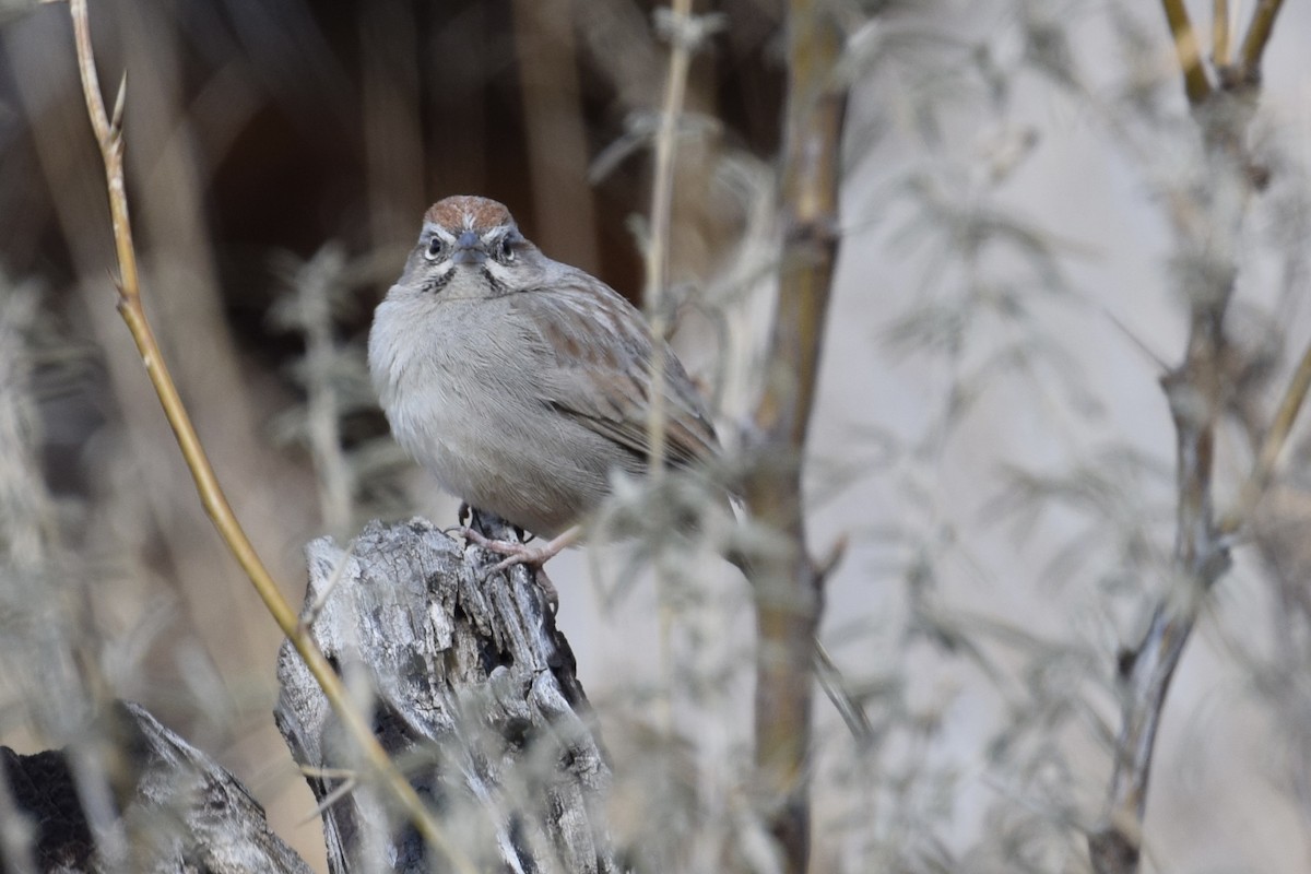Rufous-crowned Sparrow - ML614993701
