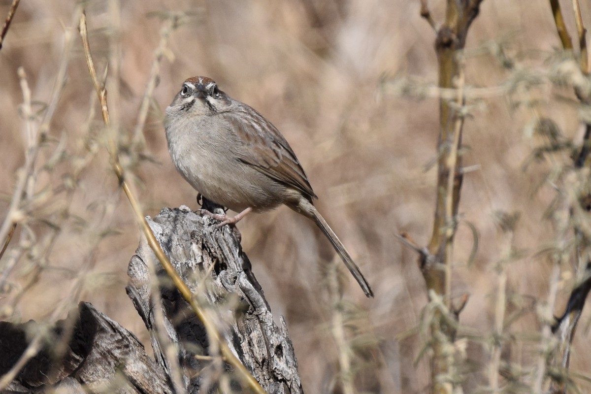 Rufous-crowned Sparrow - ML614993702