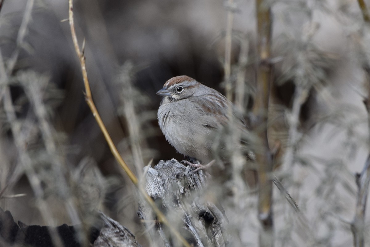 Rufous-crowned Sparrow - ML614993703