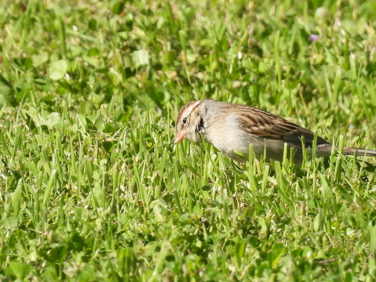 Chipping Sparrow - ML614993715
