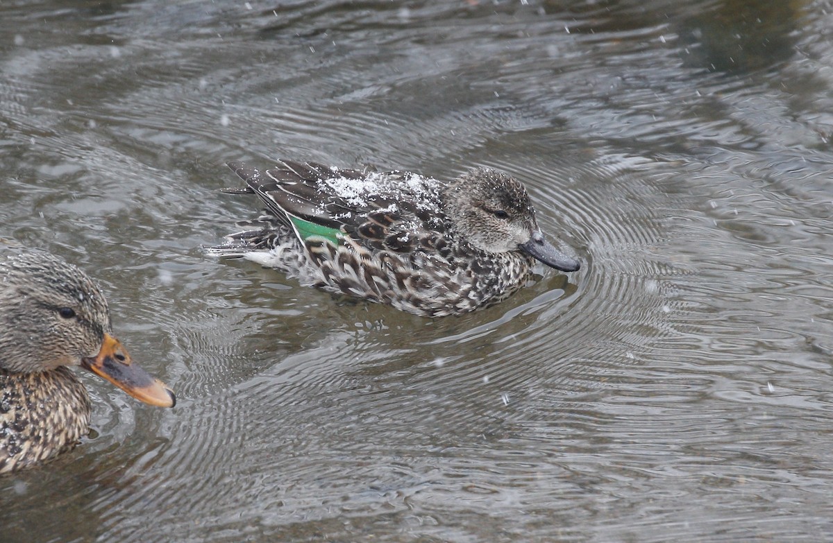 Green-winged Teal - ML614993744