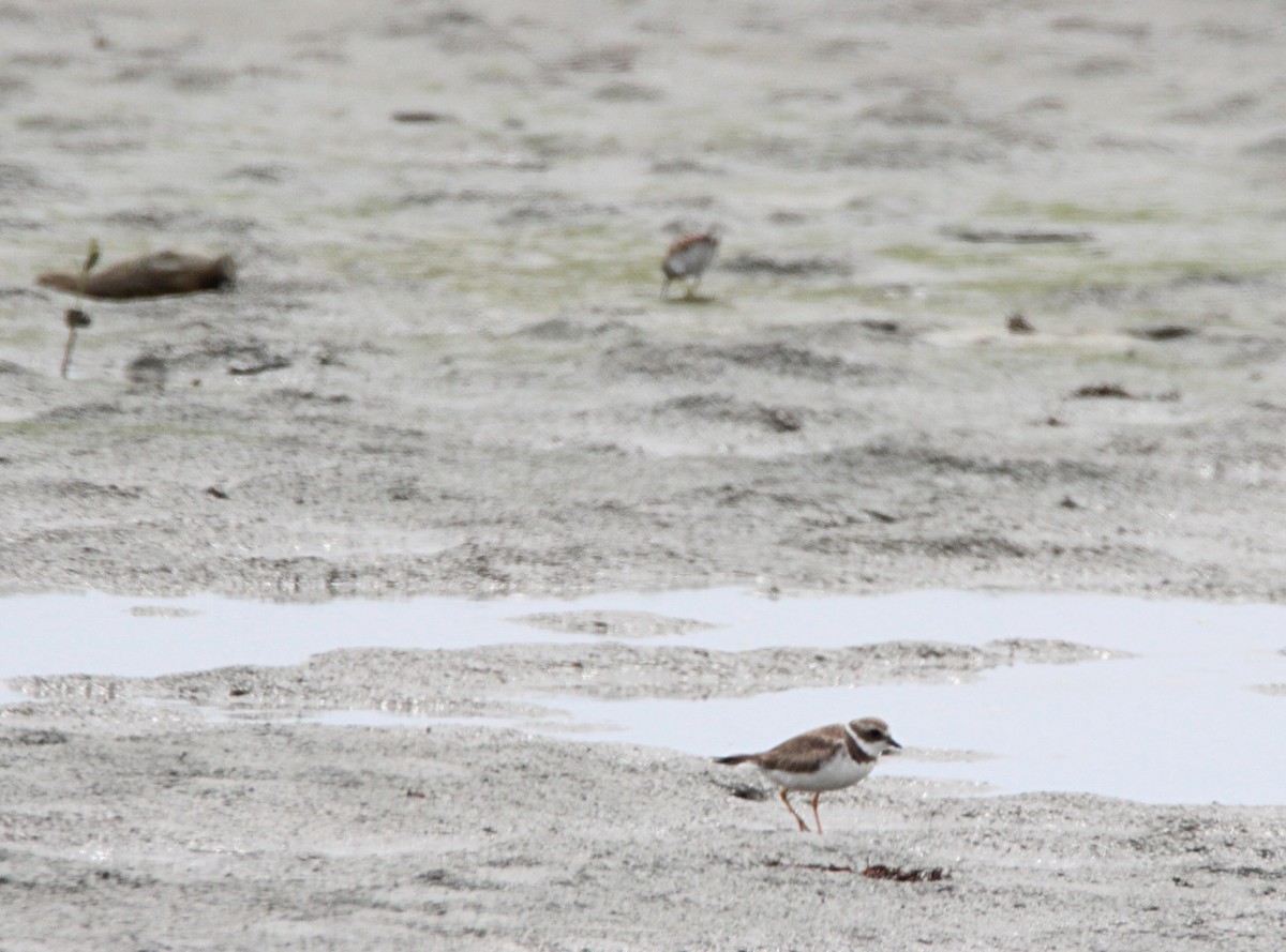 Semipalmated Plover - ML614993964