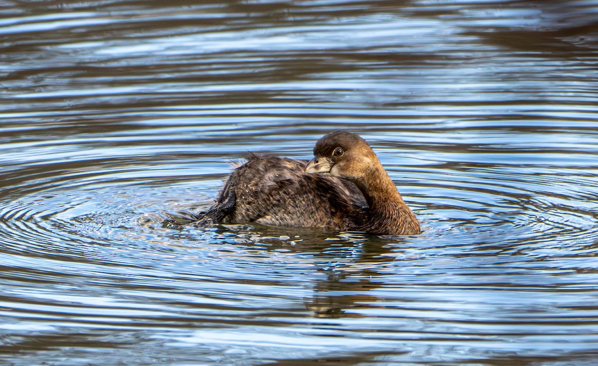 Pied-billed Grebe - Gerald McGee