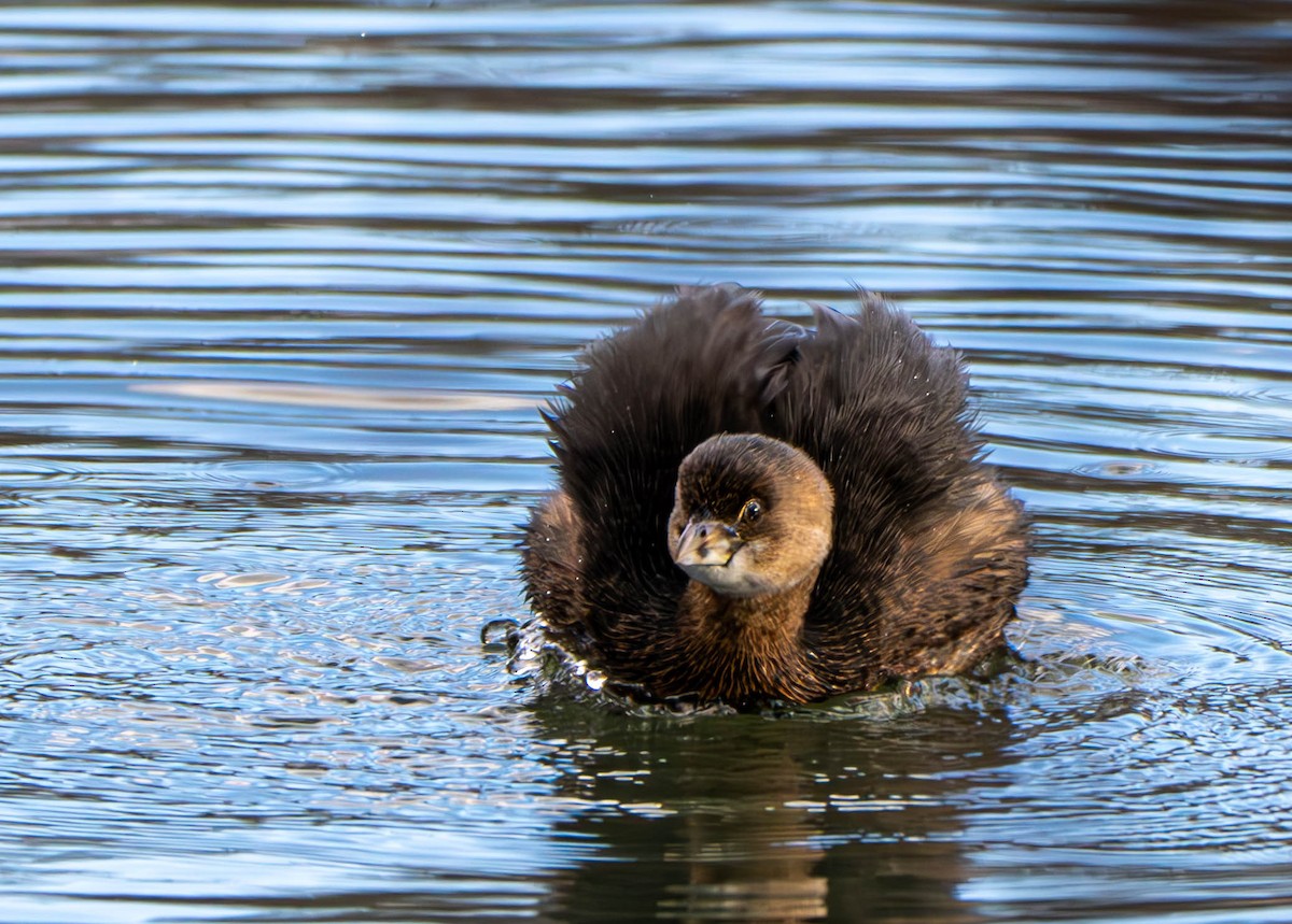 Pied-billed Grebe - Gerald McGee