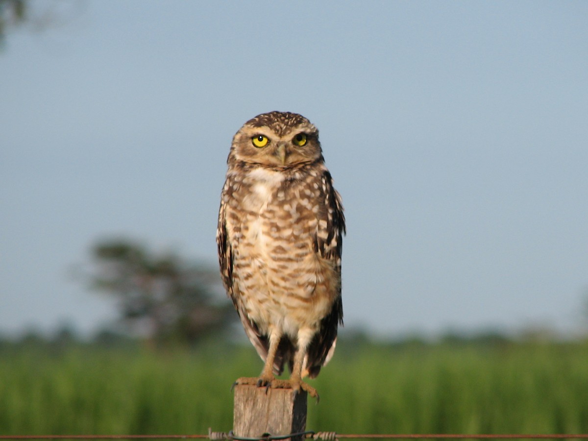 Burrowing Owl - ML614994144