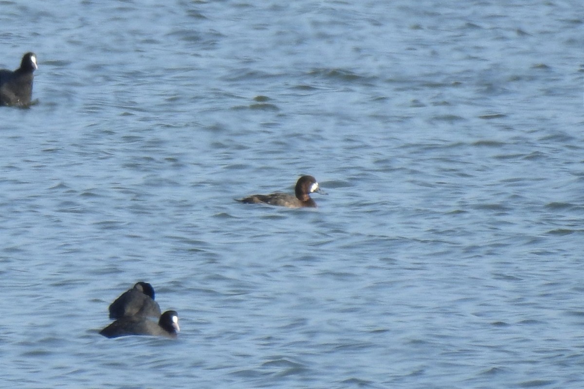 Greater Scaup - ML614994309