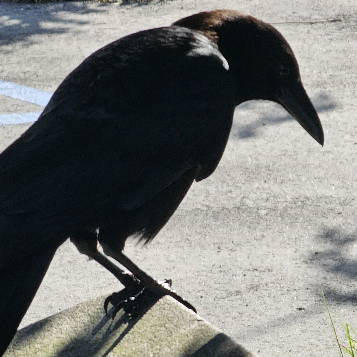 American Crow - ML614994451