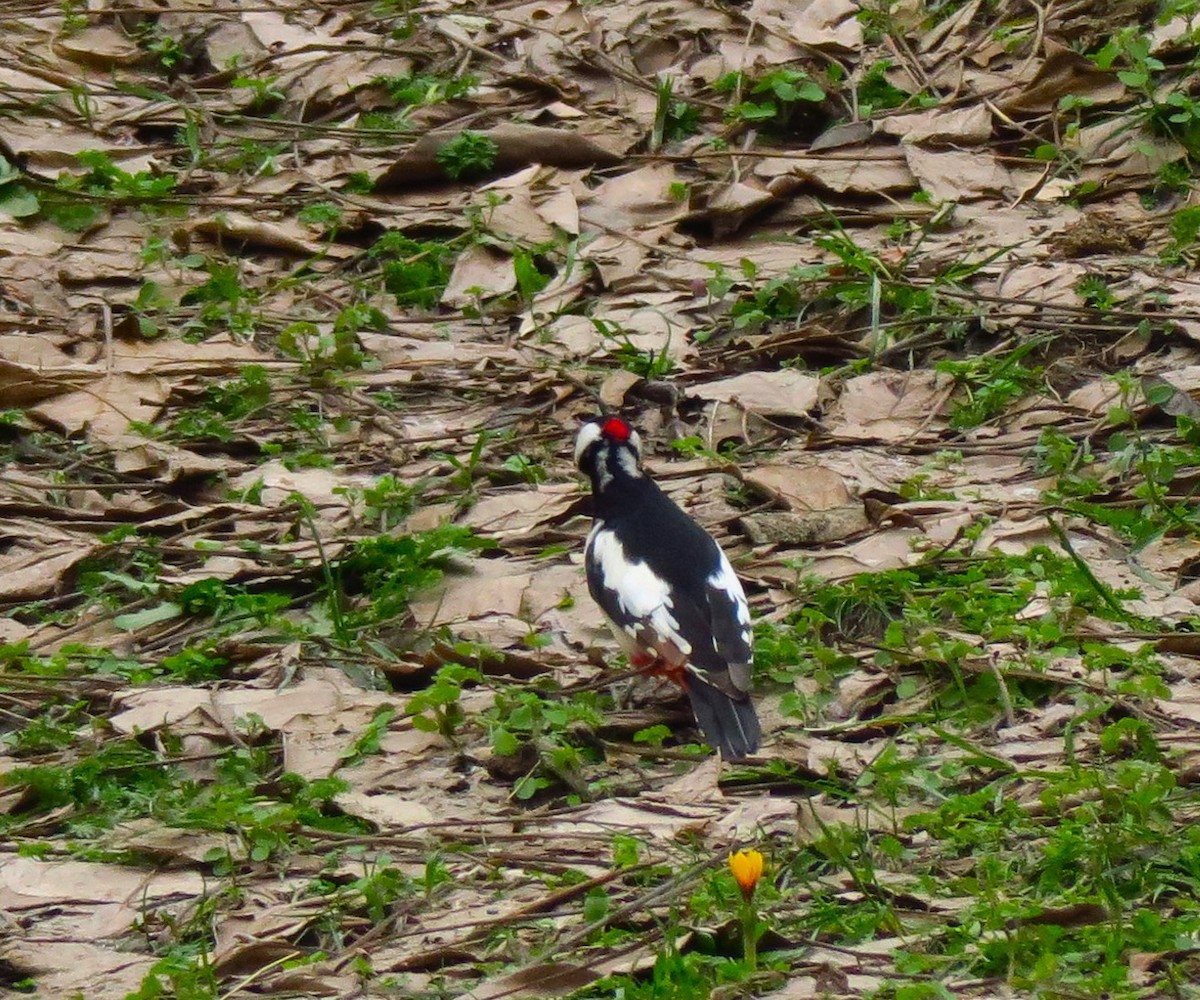 White-winged Woodpecker - ML614994587