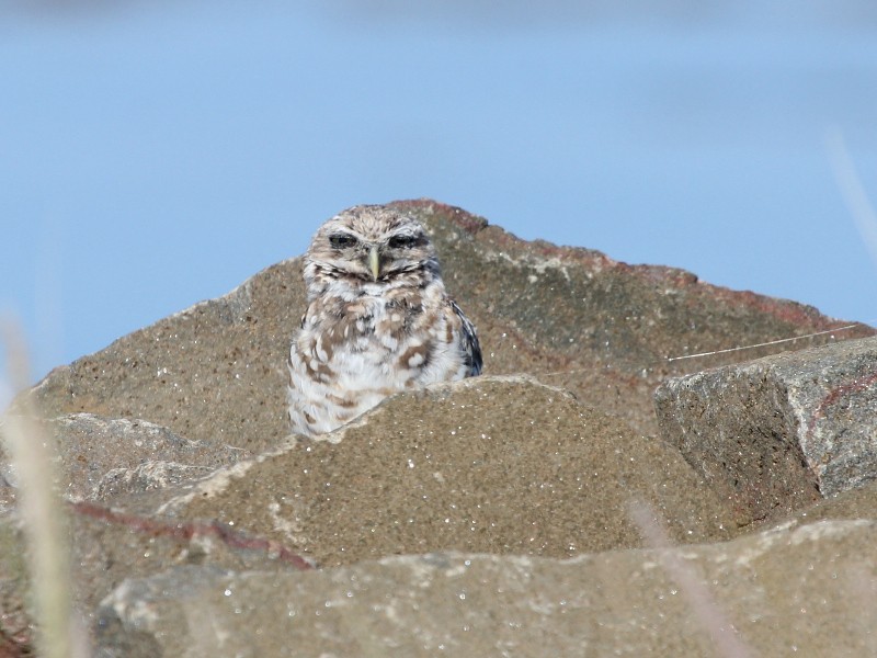 Burrowing Owl - ML614994604