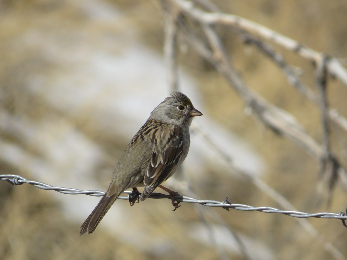 Golden-crowned Sparrow - ML614994720
