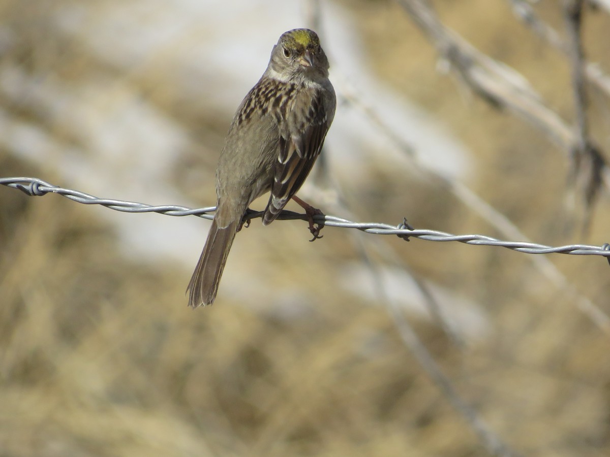 Golden-crowned Sparrow - ML614994721