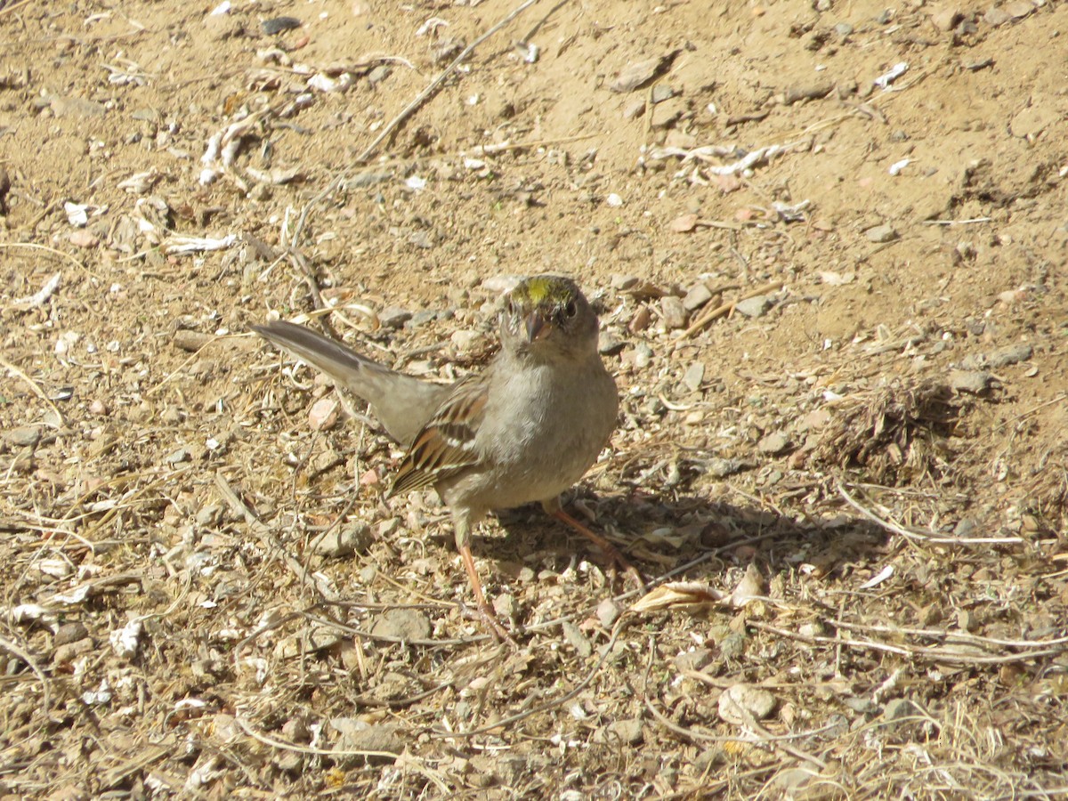 Golden-crowned Sparrow - ML614994722
