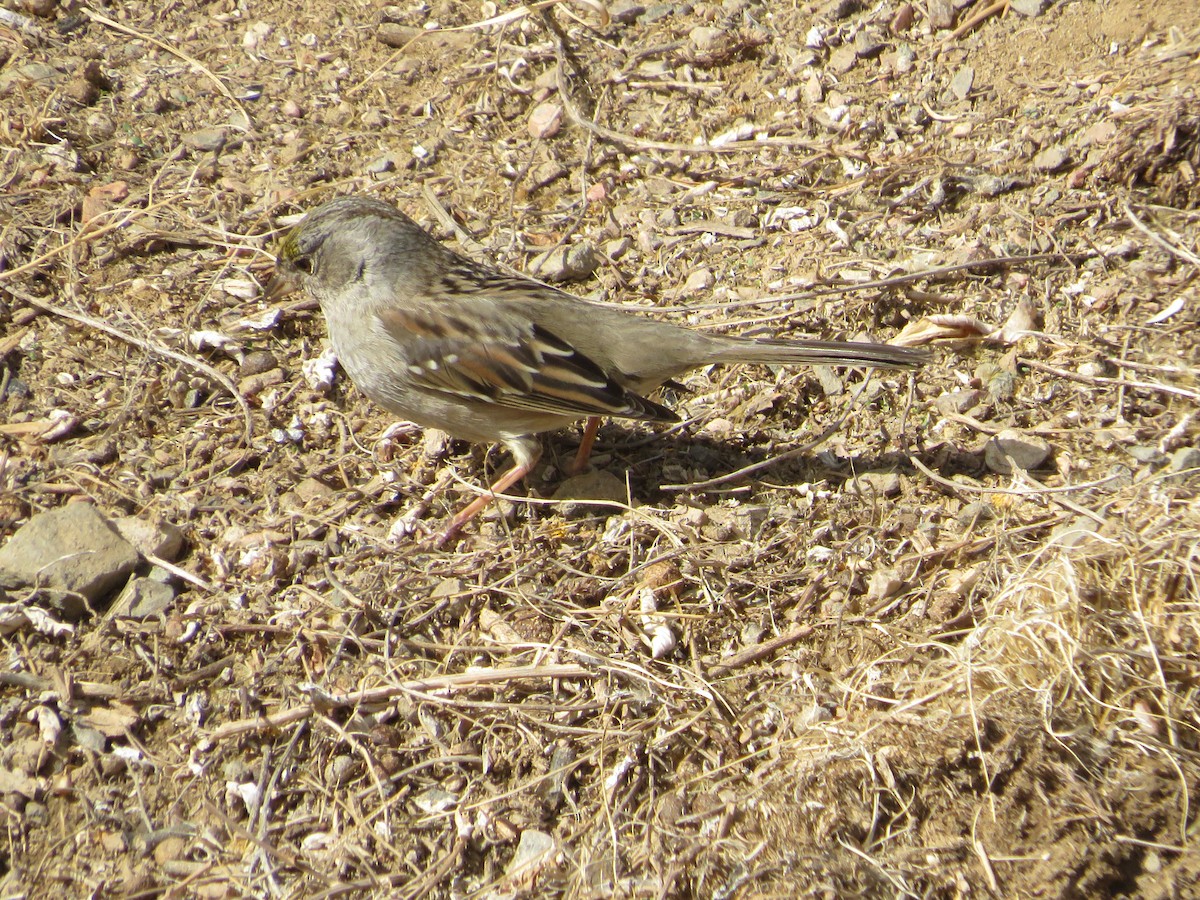 Golden-crowned Sparrow - ML614994723