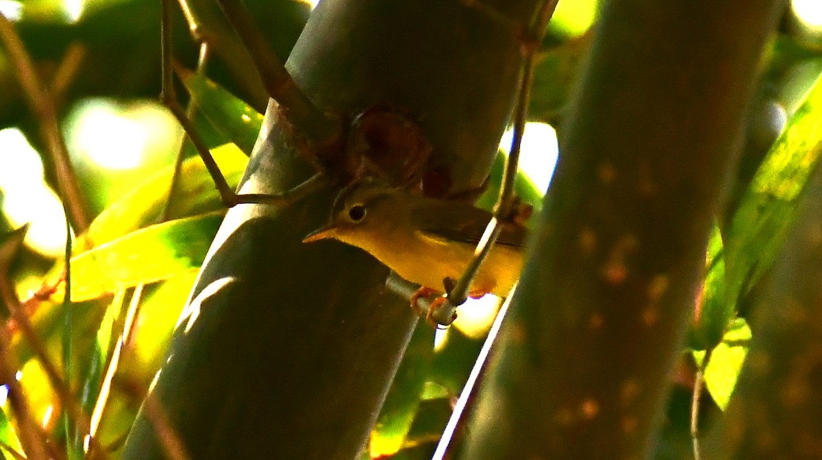 Green-crowned Warbler - Priyatosh Khan
