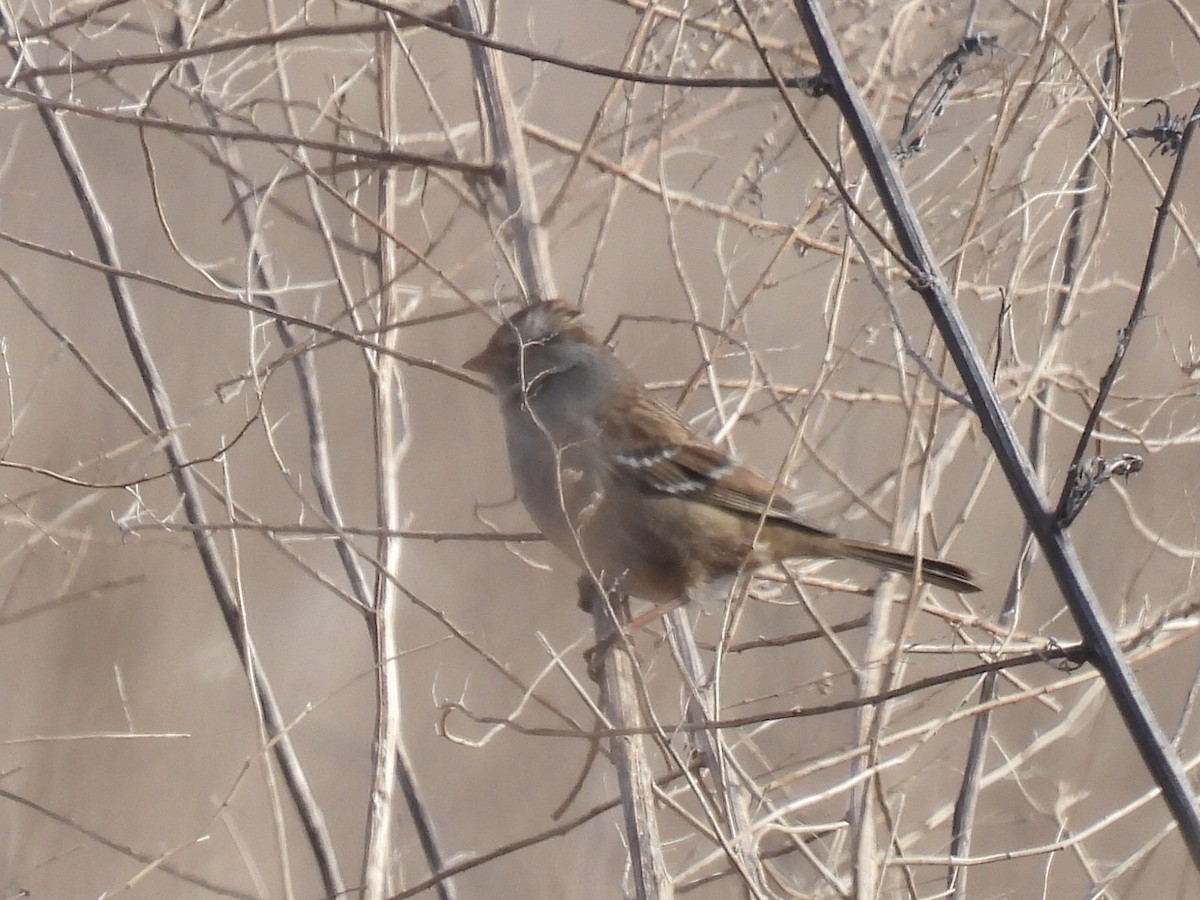 White-crowned Sparrow - ML614994903
