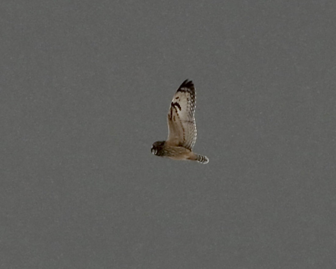 Short-eared Owl - ML614994993