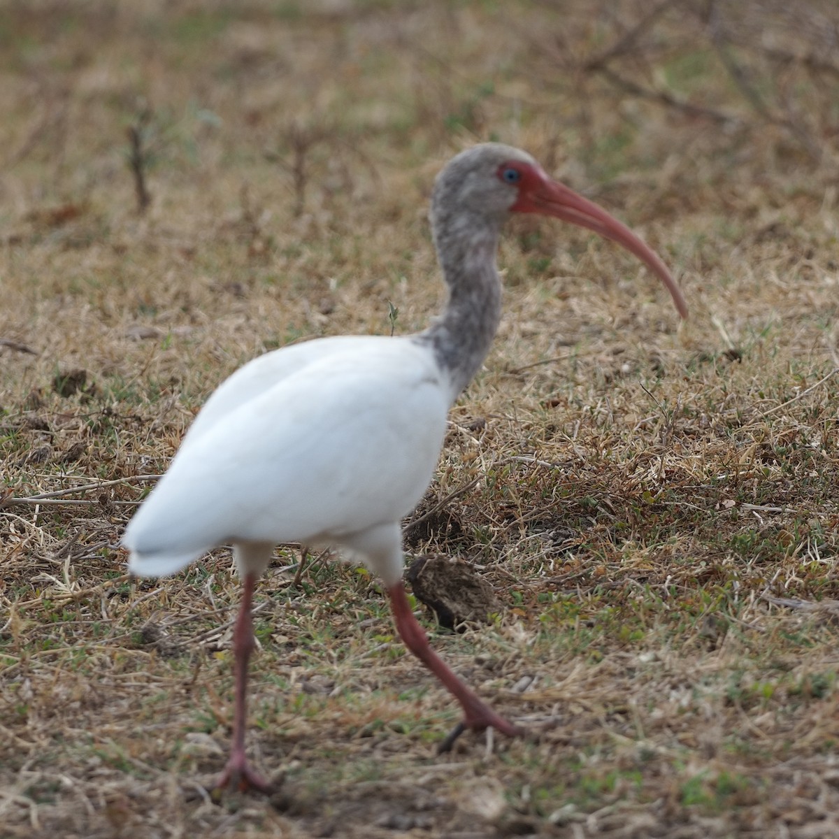 ibis bílý - ML614995112