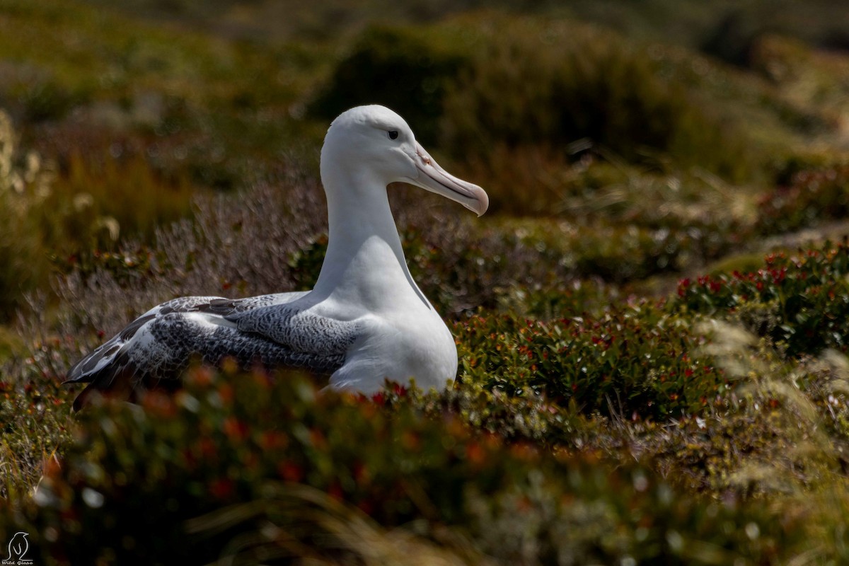 albatros královský - ML614995207