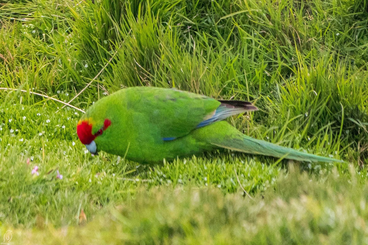 Red-crowned Parakeet - Johnny Giese