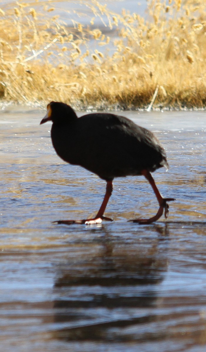 Giant Coot - ML614995418