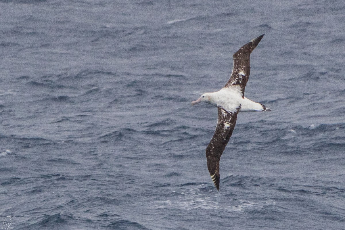 Albatros des Antipodes (gibsoni) - ML614995432