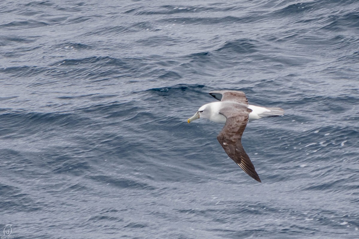 White-capped Albatross - ML614995445