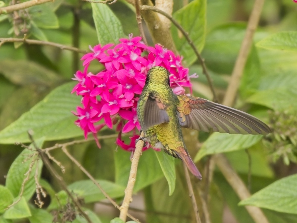 kolibřík magdalenský - ML614995684